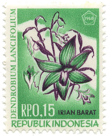 Dendrobium Lancifolium - Irian Barat