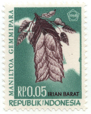 Maniltoa Gemmipara - Irian Barat