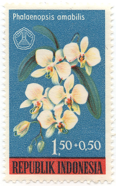 Phalaenopsis amabilis