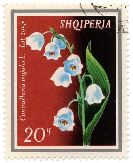 Convallaria majalis L. - Lot zonje