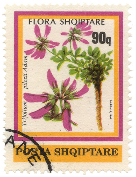 Flora Shqiptare - pilczii Adam