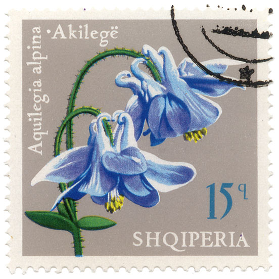 Aquilegia alpina - AkilegÃ«