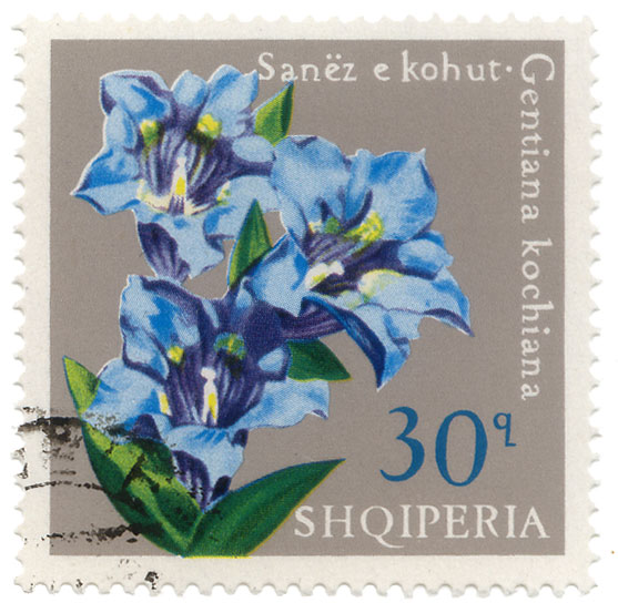 SanÃ«z e kohut - Gentiana kochiana