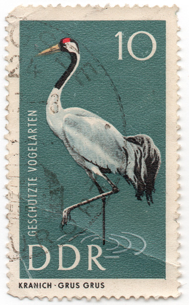 GeschÃ¼tzte Vogelarten - Kranich (Grus Grus)
