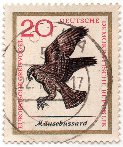 EuropÃ¤ische GreifvÃ¶gel - MÃ¤usebussard