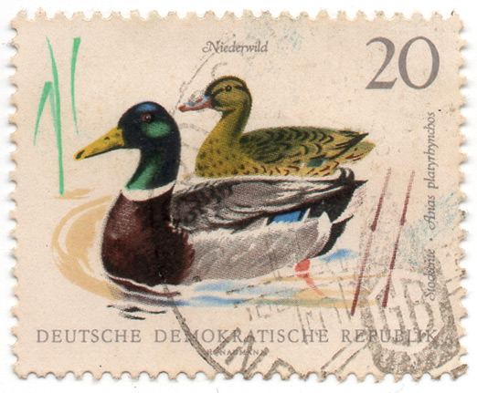 Niederwild - Stockente
