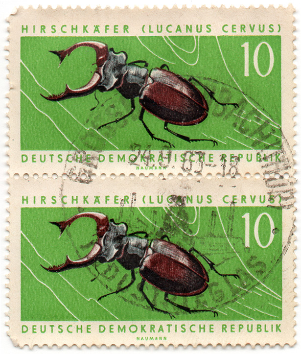 HirschkÃ¤fer (Lucanus cervus)