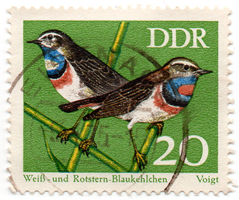 WeiÃŸ- und Rotstern Blaukehlchen
