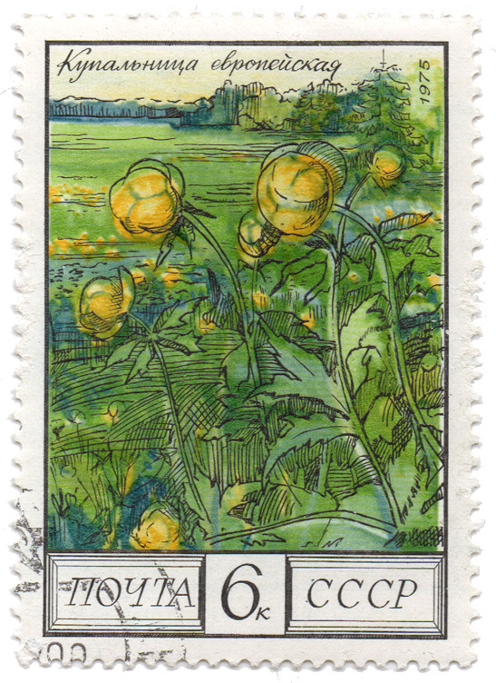 ÐºÑƒÐ¿Ð°Ð»ÑŒÐ½Ð¸Ñ†Ð° ÐµÐ²Ñ€Ð¾Ð¿ÐµÐ¹ÑÐºÐ°Ñ