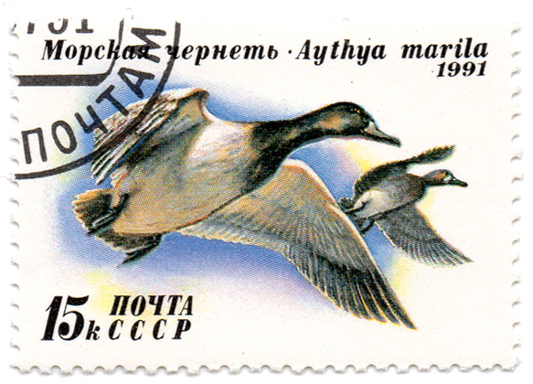 ÐœÐ¾Ñ€ÑÐºÐ°Ñ Ñ‡ÐµÑ€Ð½ÐµÑ‚ÑŒ - Aythya marila