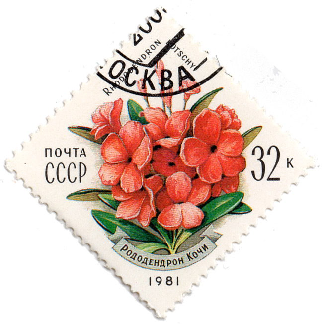 Рододендрон Кочи - Rhododendron Kotschyi
