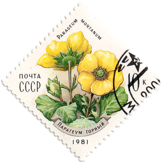 ÐŸÐ°Ñ€Ð°Ð³ÐµÑƒÐ¼ Ð³Ð¾Ñ€Ð½Ñ‹Ð¹ - Parageum montanum