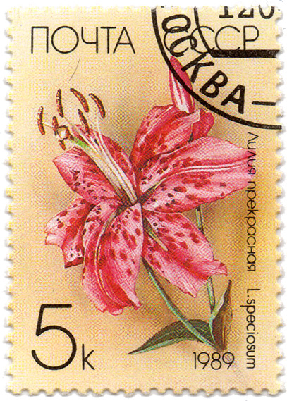 Ð›Ð¸Ð»Ð¸Ñ Ð¿Ñ€ÐµÐºÑ€Ð°ÑÐ½Ð°Ñ - Lilium speciosum