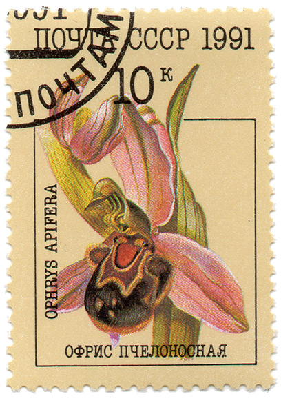 ÐžÑ„Ñ€Ð¸Ñ Ð¿Ñ‡ÐµÐ»Ð¾Ð½Ð¾ÑÐ½Ð°Ñ - Ophrys Apifera