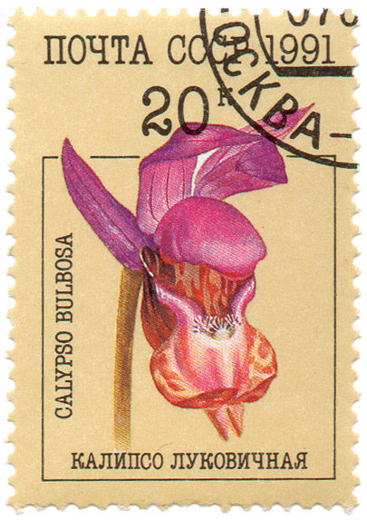 ÐºÐ°Ð»Ð¸Ð¿ÑÐ¾ Ð»ÑƒÐºÐ¾Ð²Ð¸Ñ‡Ð½Ð°Ñ - Calypso Bulbosa