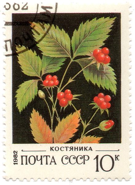 ÐšÐ¾ÑÑ‚ÑÐ½Ð¸ÐºÐ°