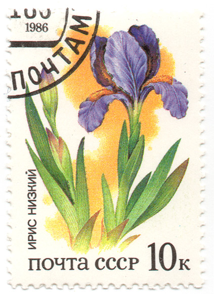 Ð˜Ñ€Ð¸Ñ ÐÐ¸Ð·ÐºÐ¸Ð¹