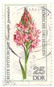 Heimische Orchideen - Rote Spitzorchis - Anacamptis pyramidalis 