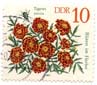 BlÃ¼ten im Herbst - Tagetes patula