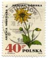 Arnica Montana L. - Arnika GÃ³rska