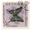 Graphium Policenes - Republique de Guinee