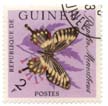 Papilio Menestheus - Republique de Guinee