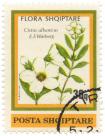 Flora Shqiptare - Cistus albanicus E. F. Warburg