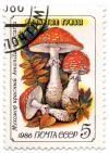 Ядовитые грибы - Мухомор красный