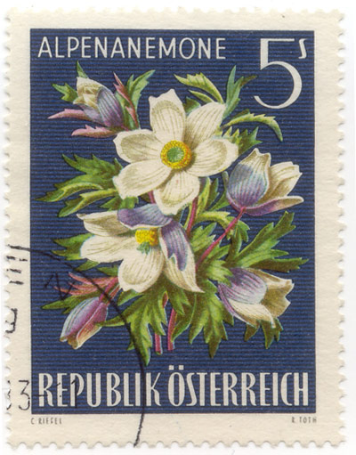Alpenanemone