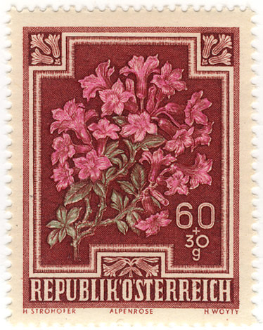 Alpenrose