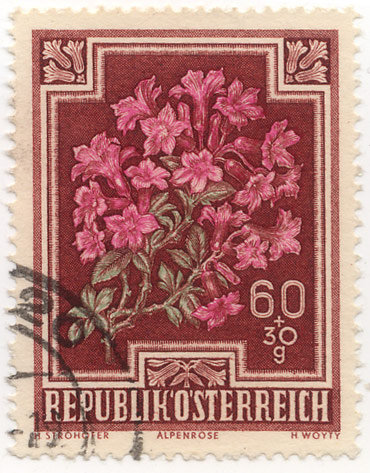 Alpenrose