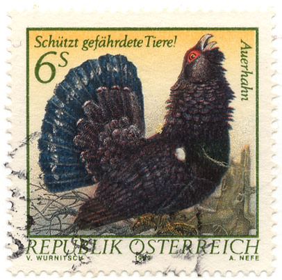 SchÃ¼tzt gefÃ¤hrdete Tiere! Auerhahn