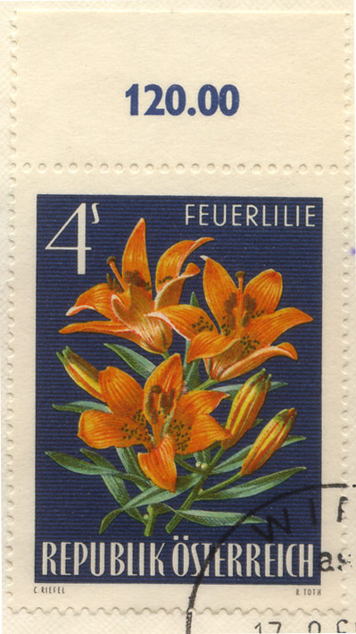 Feuerlilie