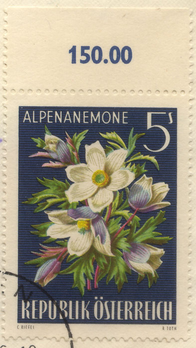 Alpenanemone