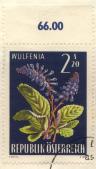 Wulfenia