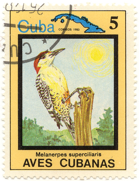 Aves Cubanas - Melanerpes superciliaris - Cuba correos