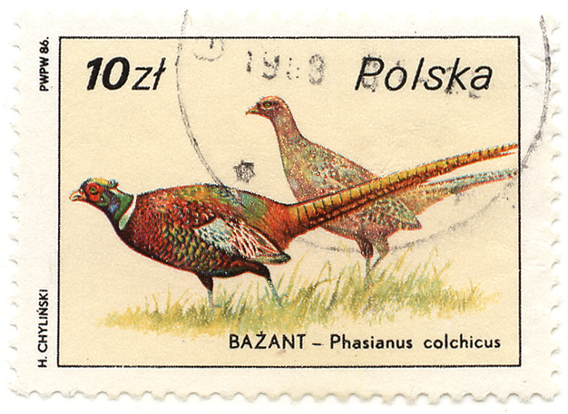 BaÅ¼ant - Phasianus colchicus