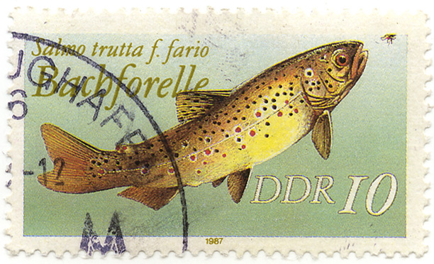 Bachforelle - Salmo trutta f. fario
