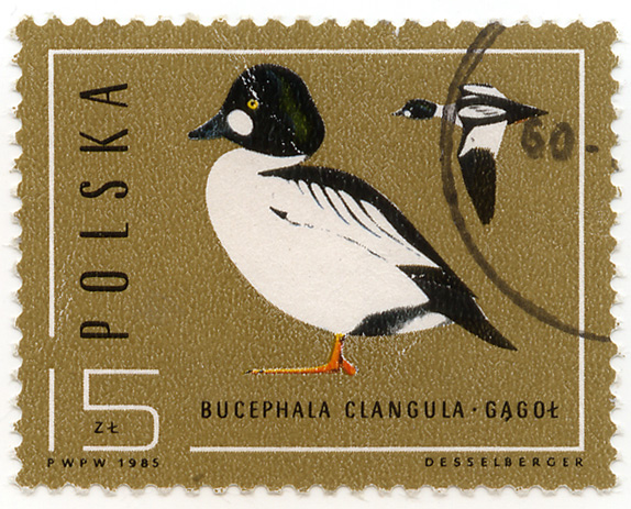 Bucephala Clangula - GÄ…goÅ‚