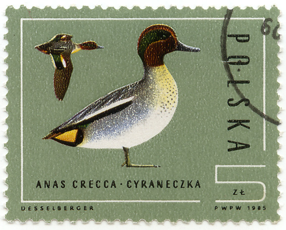 Anas Crecca - Cyraneczka
