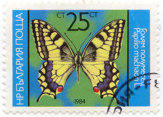 Ð“Ð¾Ð»ÑÐ¼ Ð¿Ð¾Ð»ÑƒÐ¼ÐµÑÐµÑ† - Papilio machaon L.