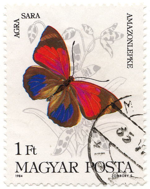 Agra Sara - Amazonlepke