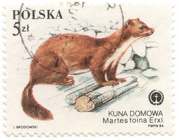 Kuna Domowa - Martes foina Erxl.