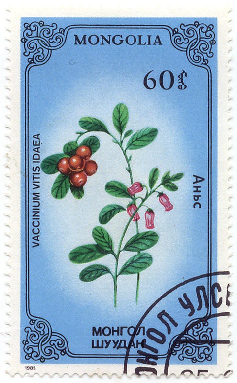 ÐÐ½ÑŒÑ - Vaccinium Vitis Idaea