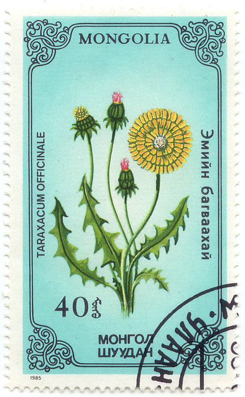 Ð—Ð¼Ð¸Ð¹Ð½ Ð‘Ð°Ð³Ð²Ð°Ð°Ñ…Ð°Ð¹ - Taraxacum Officinale