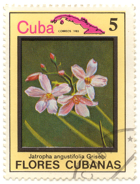 Flores cubanas - Jatropha angustifolia Griseb.