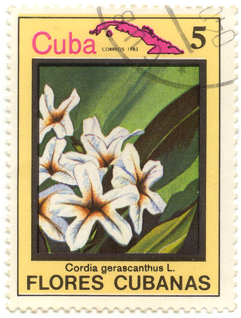 Flores cubanas - Cordia gerascanthus L.