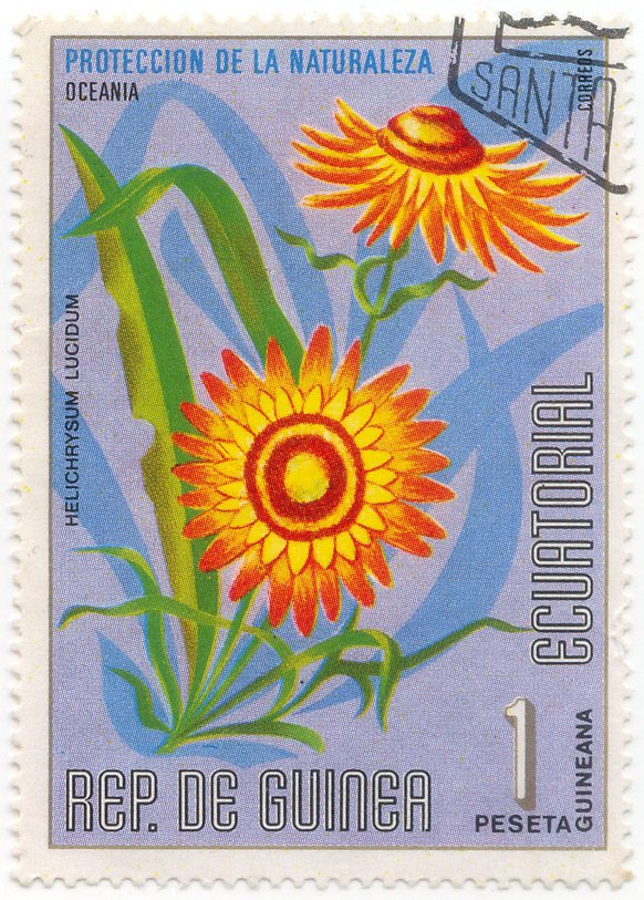 Proteccion de la Naturaleza - Oceania - Helichrysum Lucidum