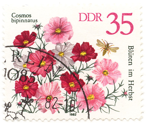 BlÃ¼ten im Herbst - Cosmos bipinnattus