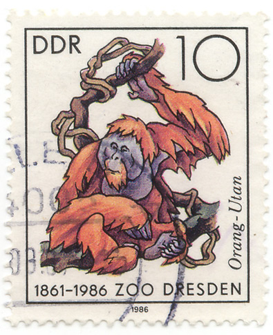 Zoo Dresden - Orang Utan
